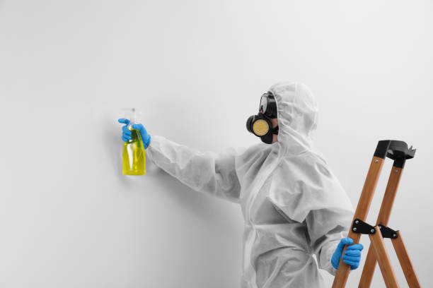 Best Mold Odor Removal Services  in Warren, MN